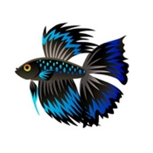 Blue-Aqua BF Betta